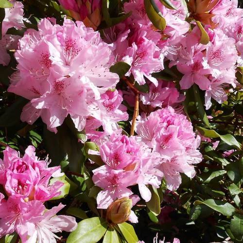 light-pink flowers with white filaments, pink anthers, yellow-green leaves and brown-orange stems