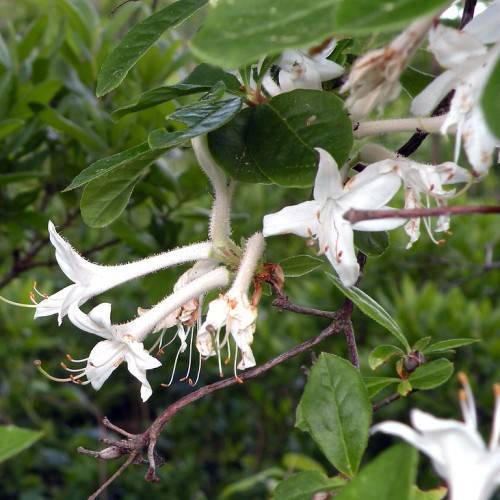 off-white flowers with orange anthers, white filaments, green leaves and brown branches