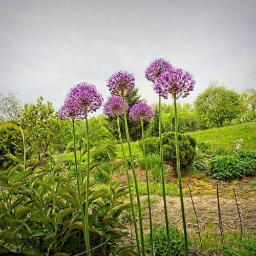 Purple flower on top of sturdy green stems with green leaves.