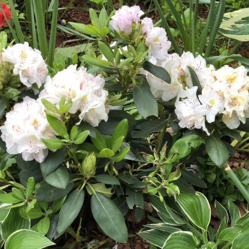 white-yellow flowers with white filaments, pink anthers, lime-green leaves and green stems