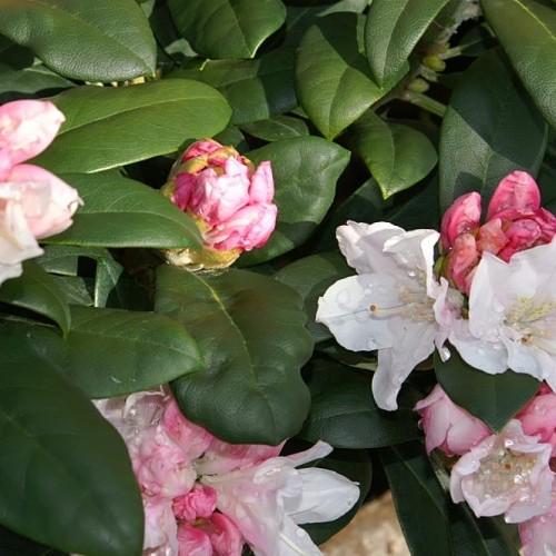 Pink-white flowers with pink buds, lime sepal, white stamen and style, brown stigma and dark-green leaves.