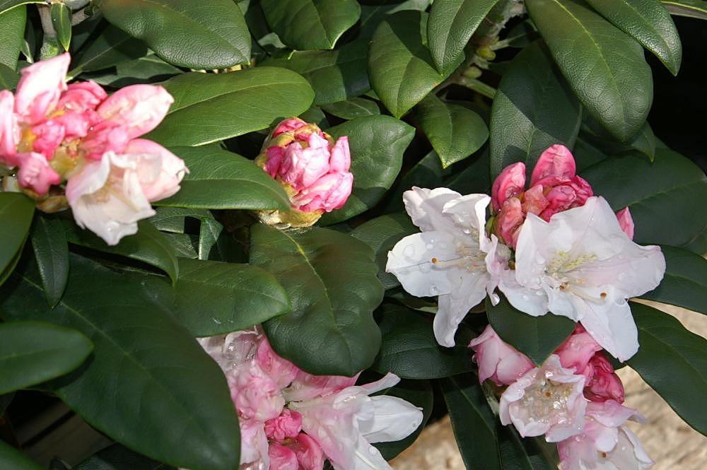 Pink-white flowers with pink buds, lime sepal, white stamen and style, brown stigma and dark-green leaves. 