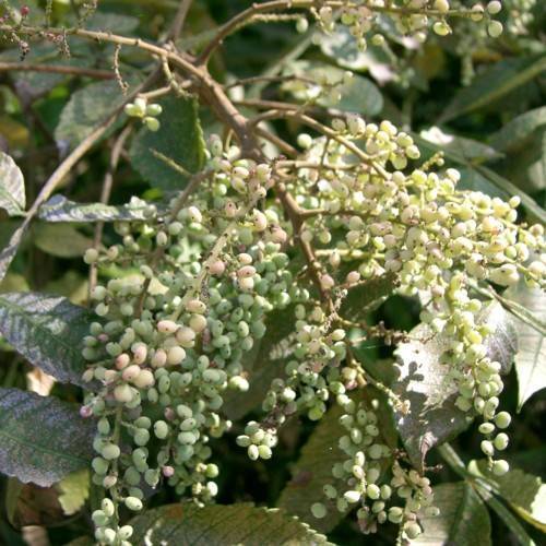 cream-green fruits with green leaves and brown branches