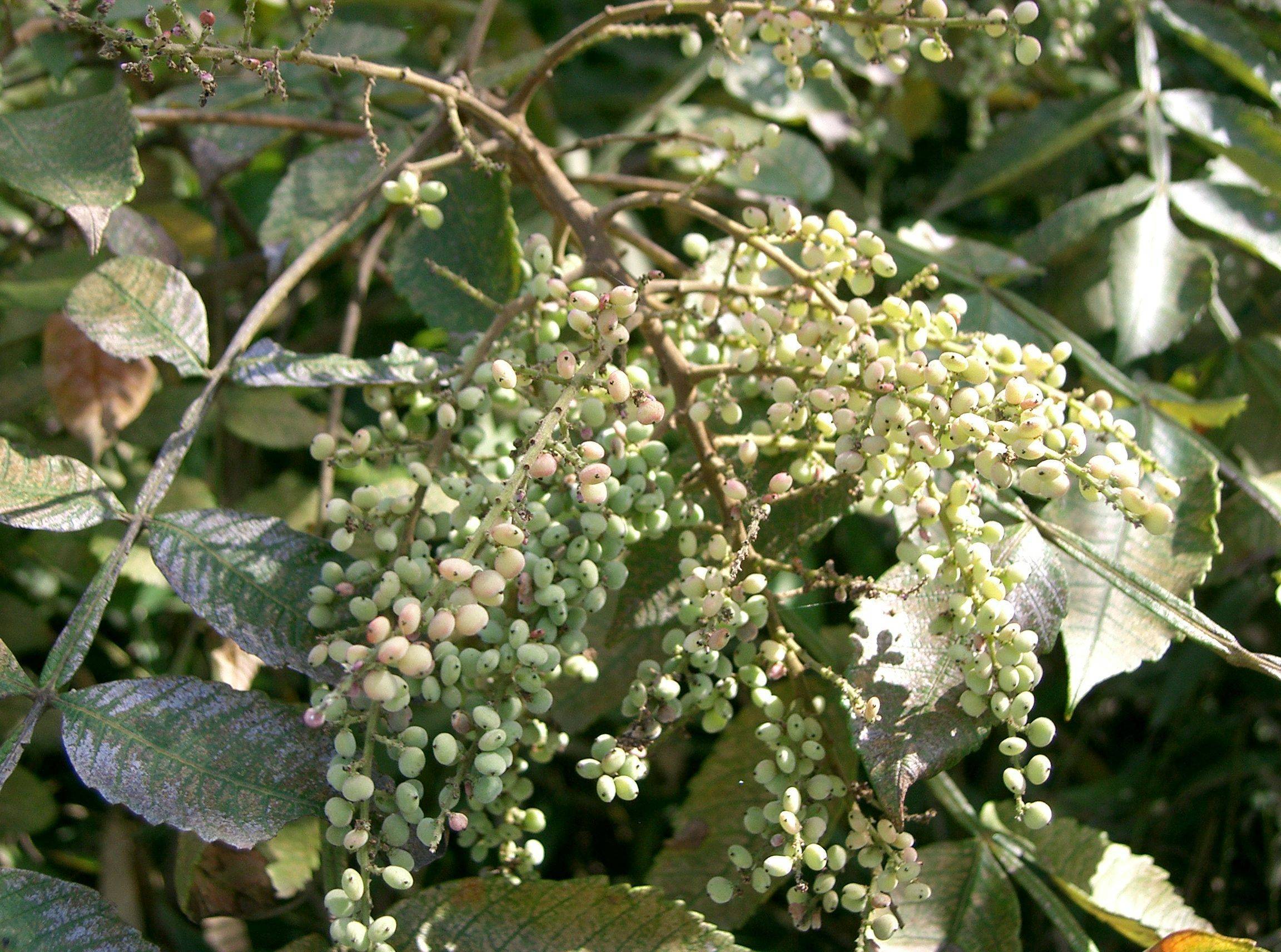 cream-green fruits with green leaves and brown branches