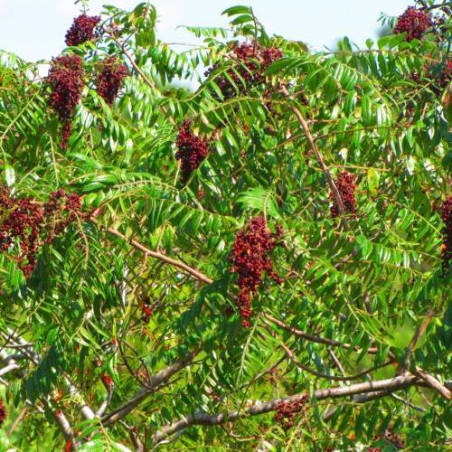 burgundy fruit with lime-green leaves and brown branches