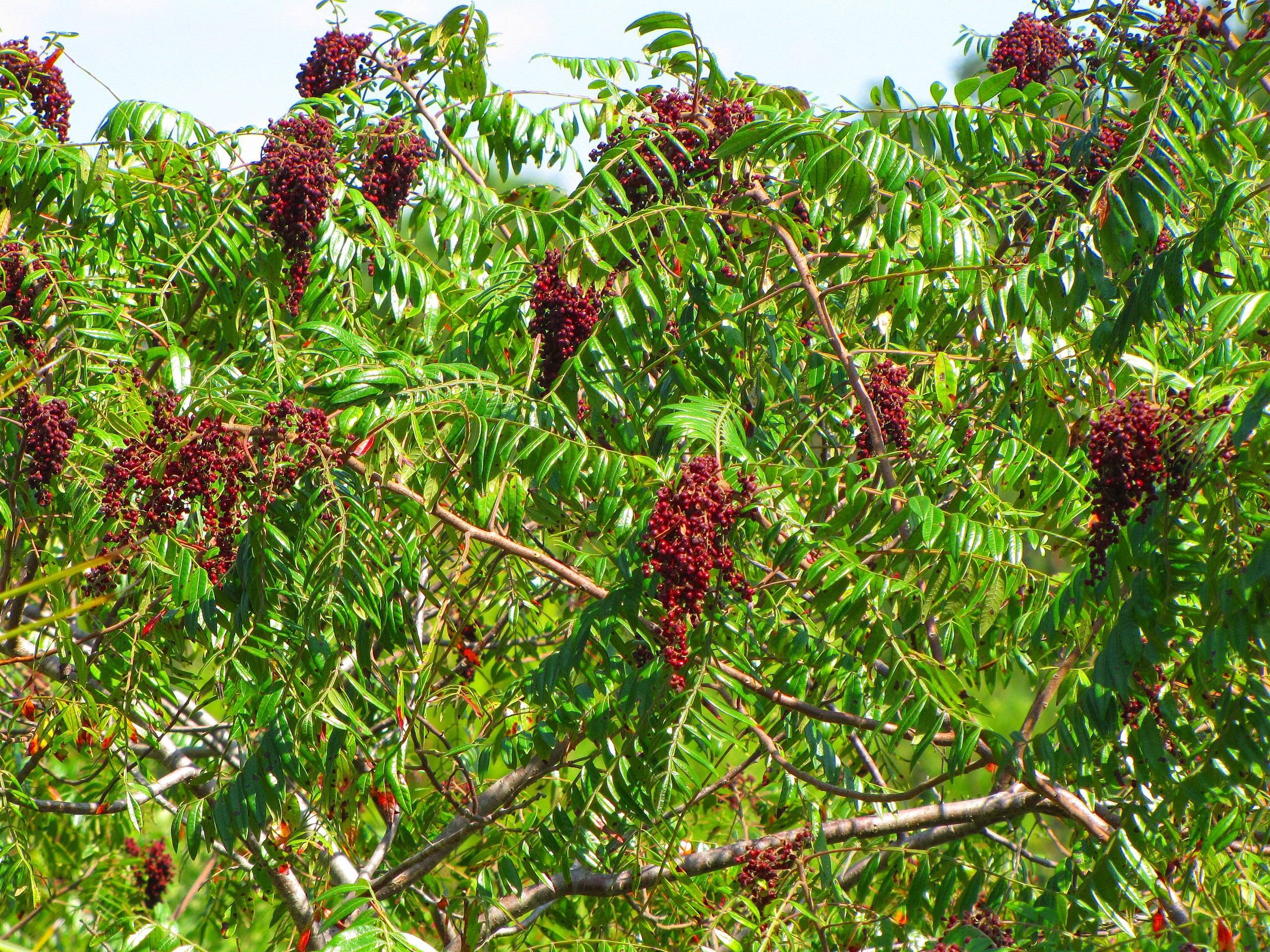 burgundy fruit with lime-green leaves and brown branches