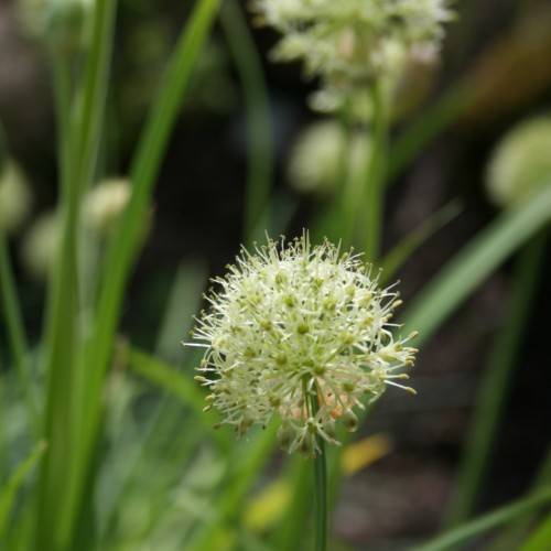white-lime flowers with green foliage and stems