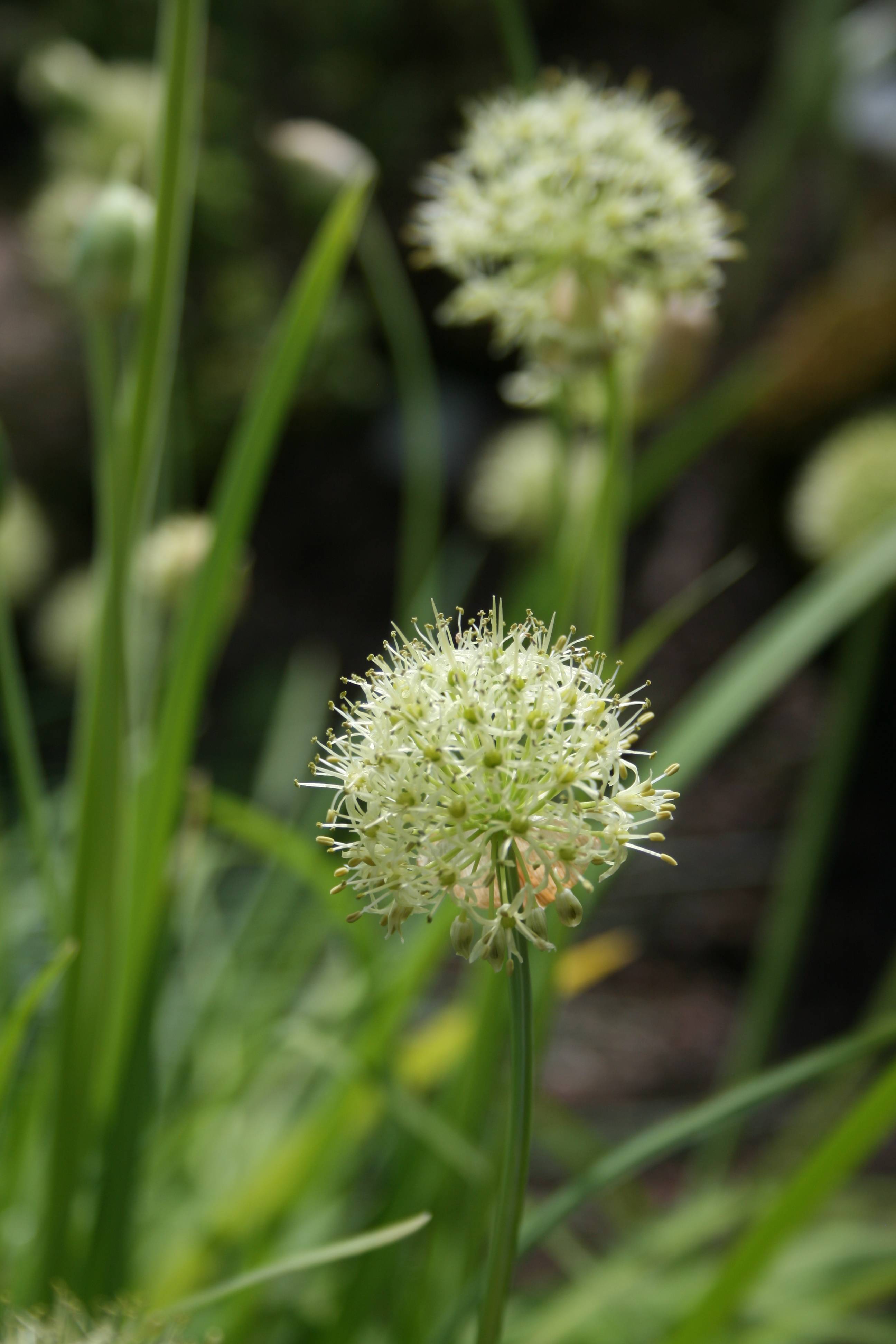 white-lime flowers with green foliage and stems