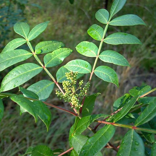 Lime-green buds with green leaves, yellow midrib and veins, green-red petiole.