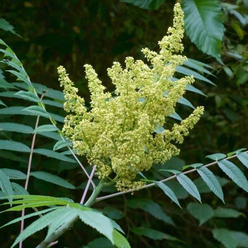 yellow flowers with green leaves and brown-green stems