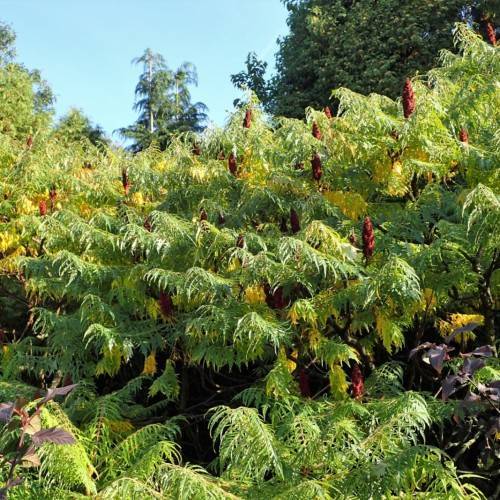 yellow-green foliage with red fruits on brown branches