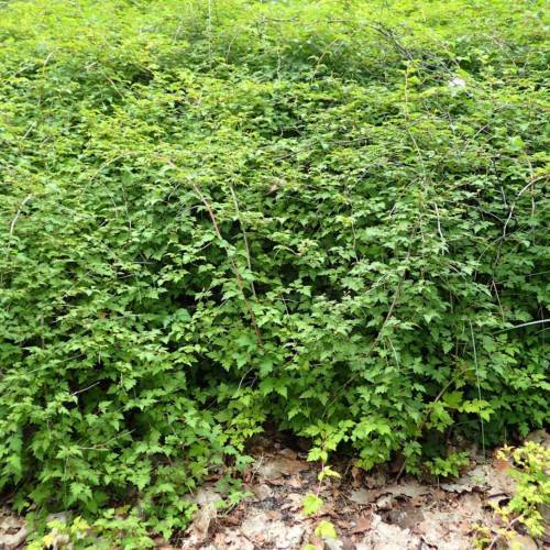 lime-green foliage with light-brown stems