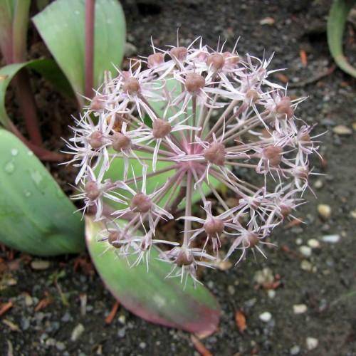 Low-growing plant with large, round, pale-pink flowers and broad, pink-green leaves.