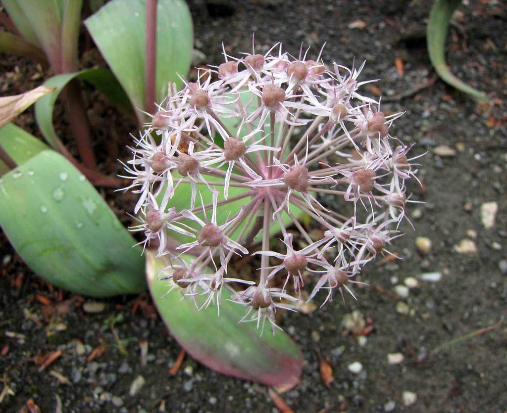 Low-growing plant with large, round, pale-pink flowers and broad, pink-green leaves.