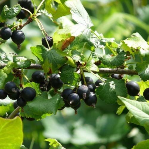 black fruits with lime-green leaves, green petioles and brown branches