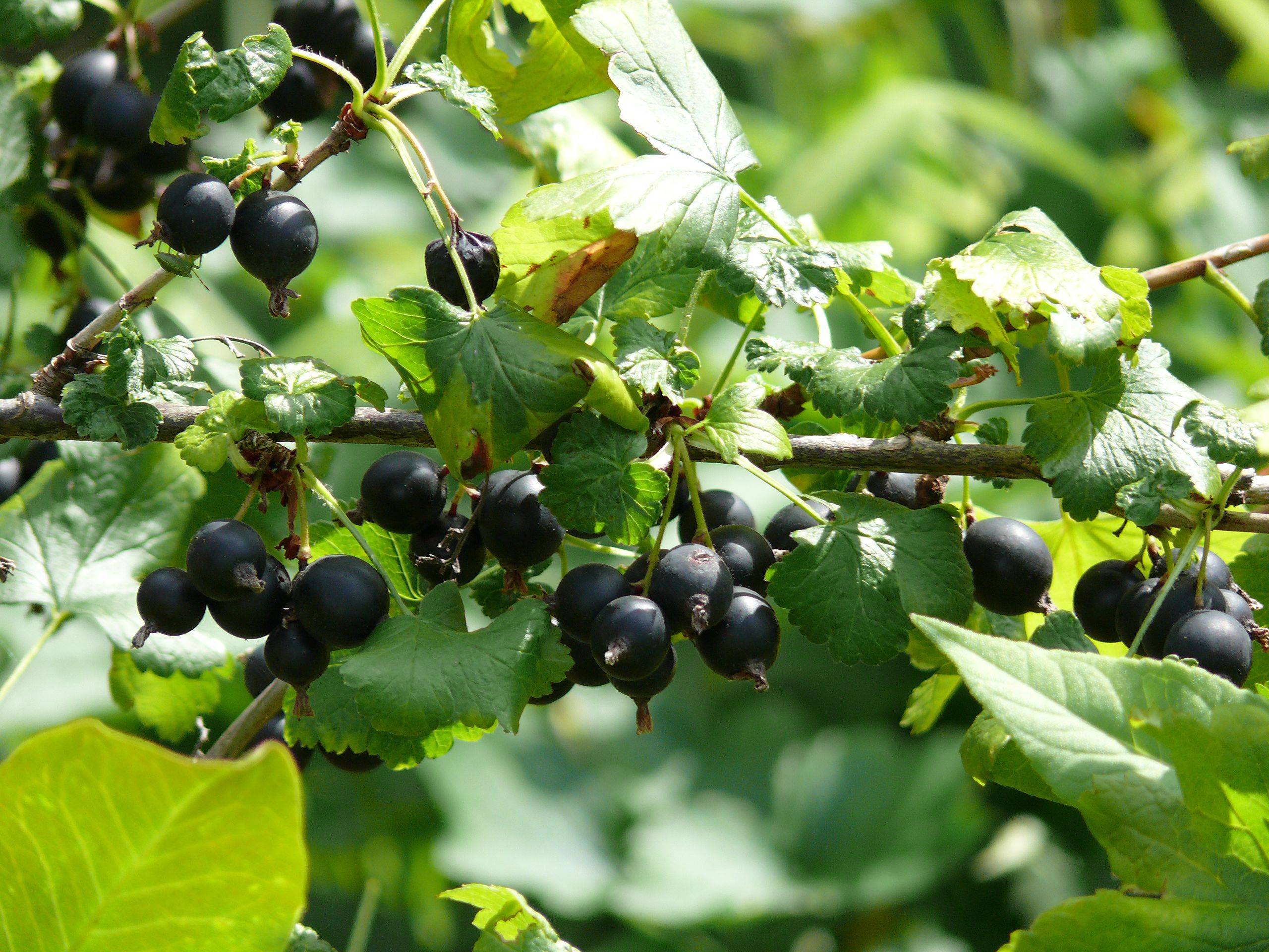 black fruits with lime-green leaves, green petioles and brown branches