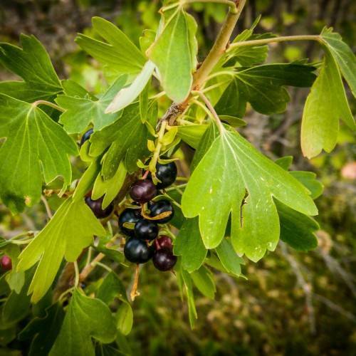 black fruits with lime-green leaves and yellow-brown branches