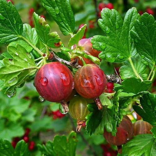 burgundy-red fruits with lime-green leaves and green stems