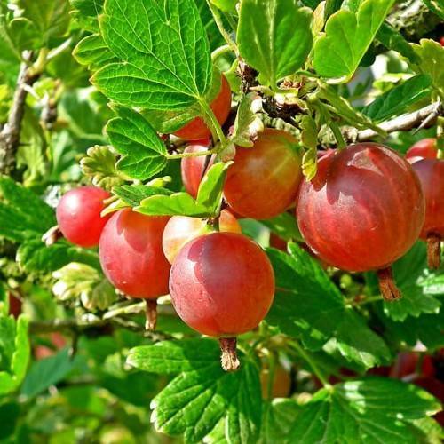 red-yellow fruits with lime-green leaves, green stems and brown branches