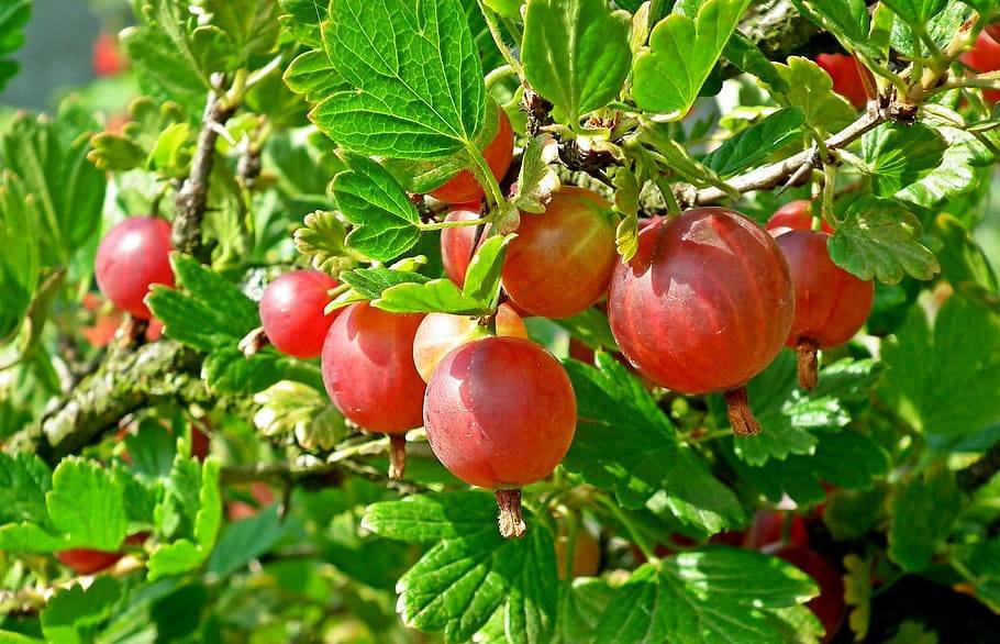 red-yellow fruits with lime-green leaves, green stems and brown branches