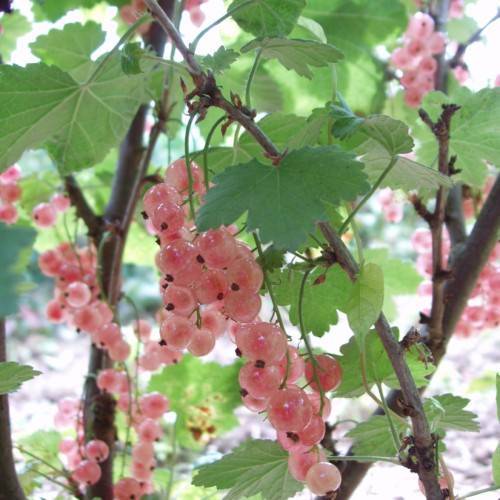 pink-black fruit with green leaves, petioles and brown branches
