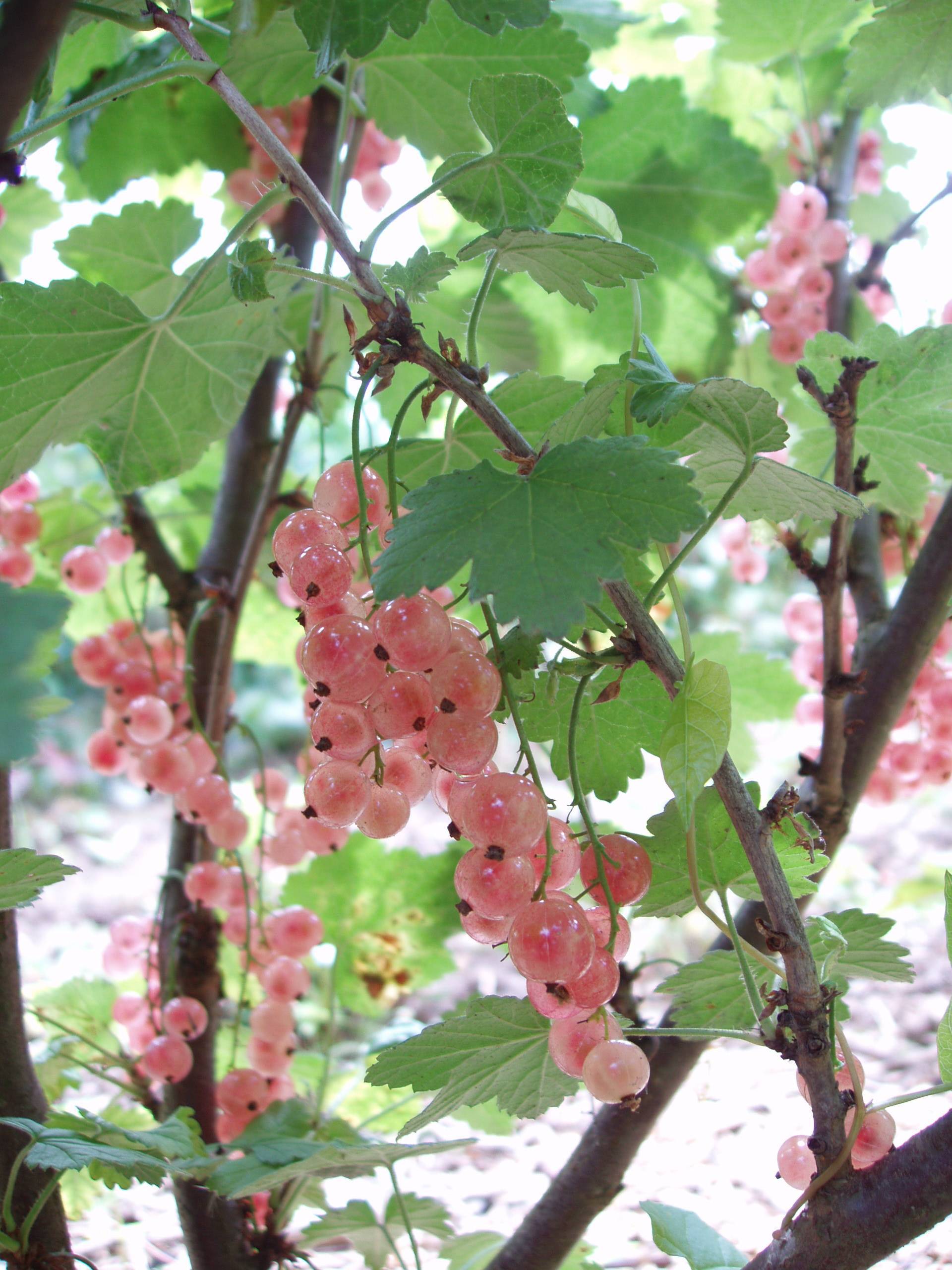 pink-black fruit with green leaves, petioles and brown branches