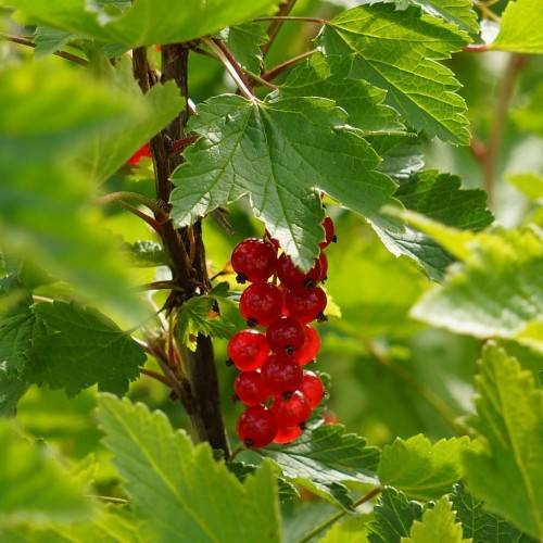 red-black fruits with lime-green leaves and brown stems and branches
