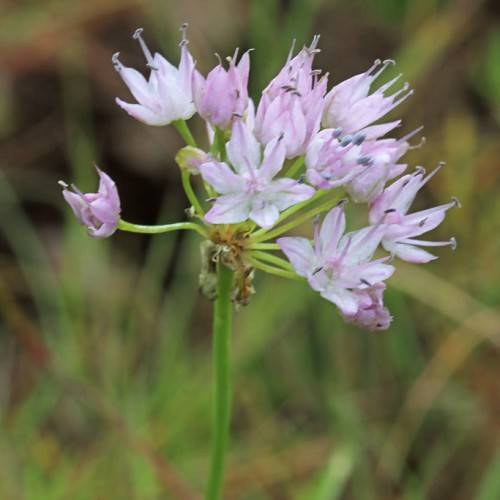 lavender-white flowers with lime petioles and green stem