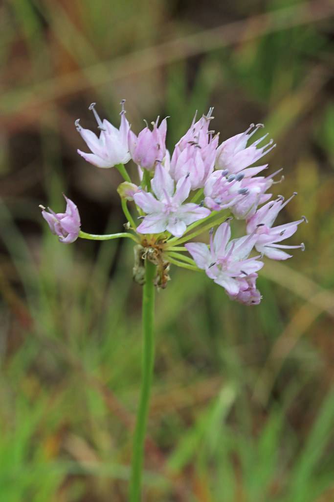 lavender-white flowers with lime petioles and green stem