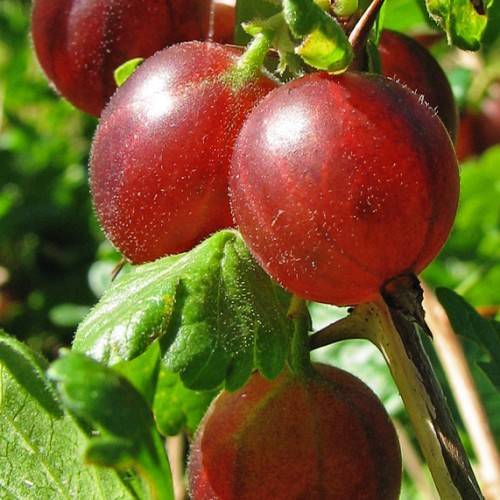 burgundy-red fruits with lime-green leaves and beige-brown stems