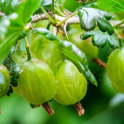 lime fruits with green leaves and beige-brown branches