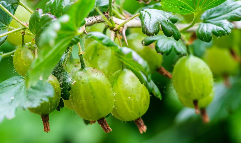 lime fruits with green leaves and beige-brown branches
