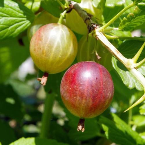 olive-burgundy fruits with lime-green leaves and beige-lime branches