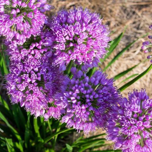 purple-pink flowers and buds with lush-green foliage