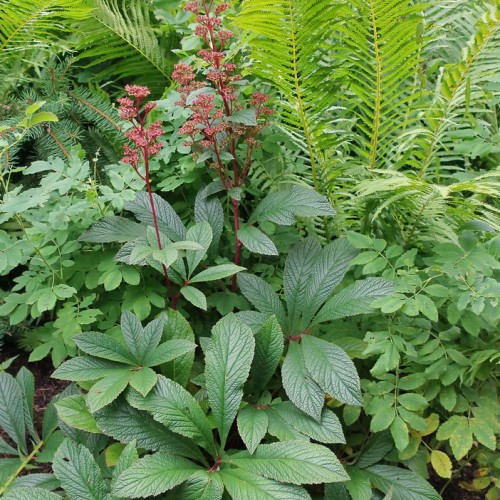 Red flowers with pedicel and red stem and petiole, green leaves with dark-green midrib and veins.