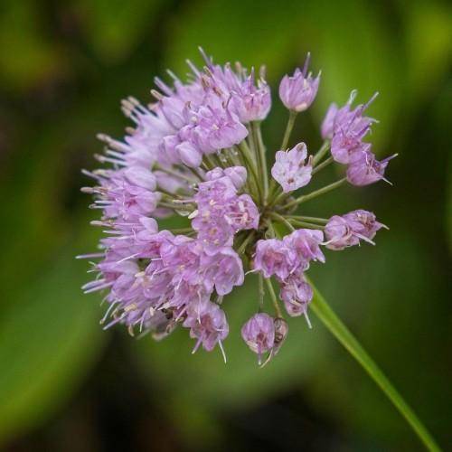 Purple flower clusters atop tall green stems.