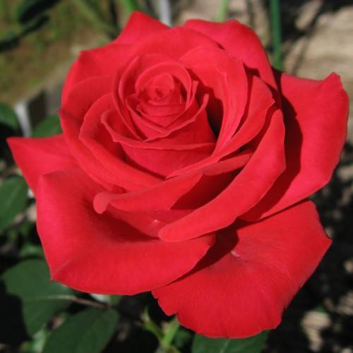 red flower with green leaves and stems