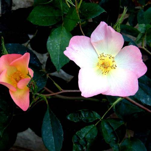 pink-white flower with yellow filaments, brown anthers, brown stems and dark-green leaves