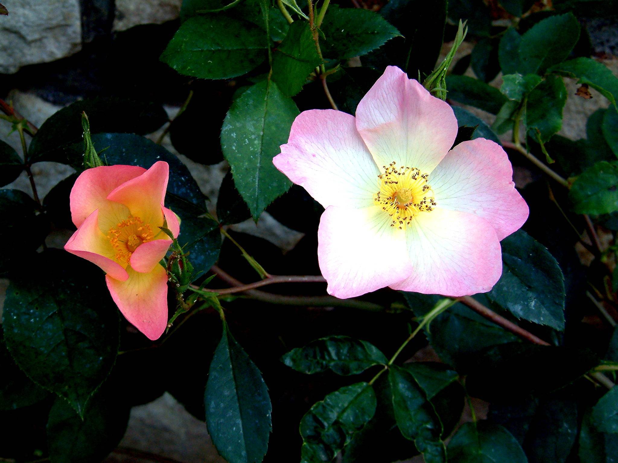 pink-white flower with yellow filaments, brown anthers, brown stems and dark-green leaves