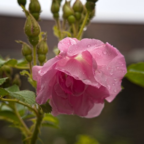 Pink flower with buds, brown-lime sepal and stem, green leaves.