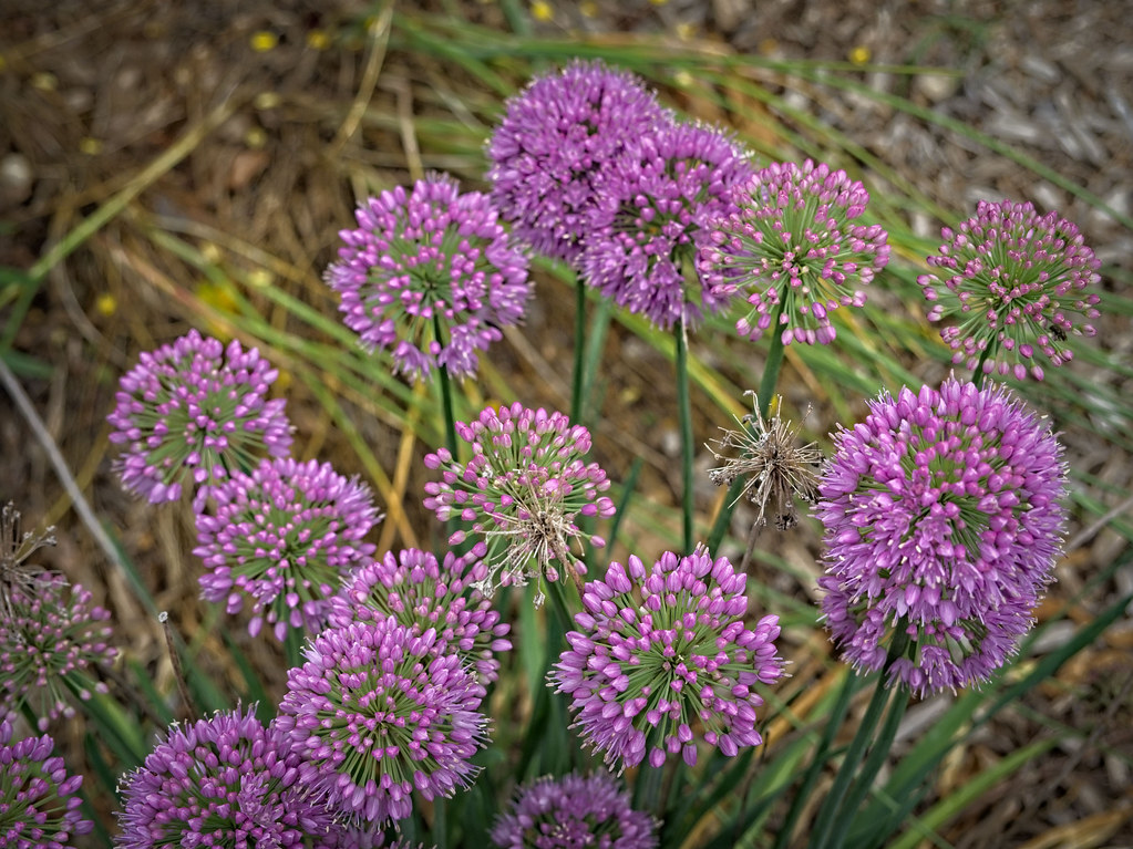 Purple flowers clustered together on long, thin green stems.