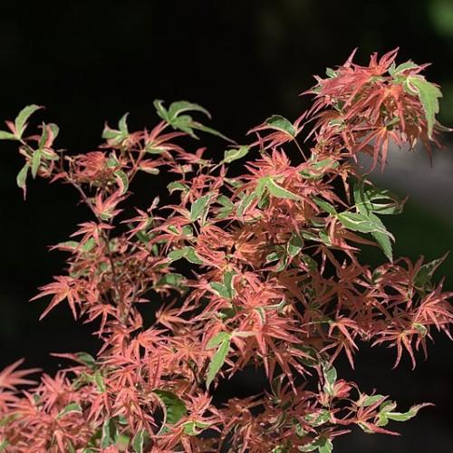 Crimson-pink-green leaves on green stems.