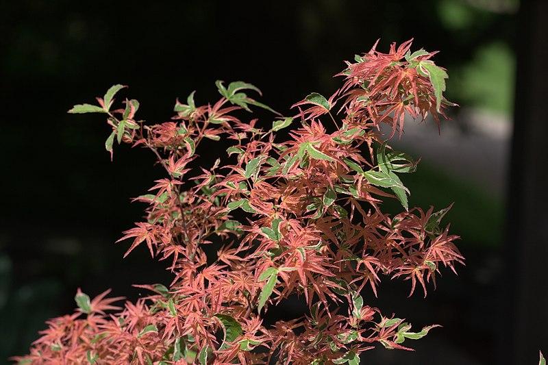 Crimson-pink-green leaves on green stems.