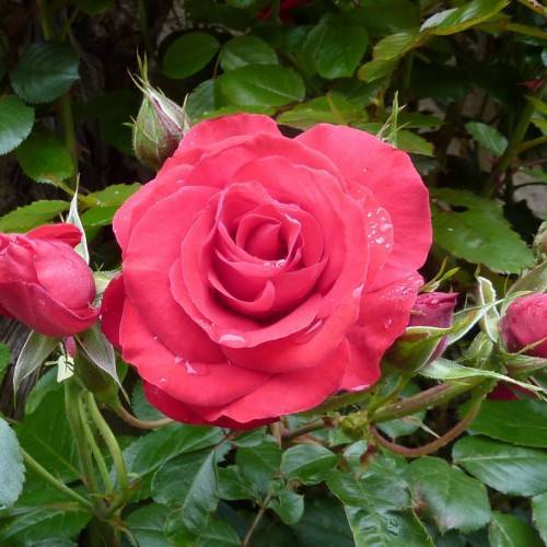 pink-red flower with green leaves, pink-green buds and green-brown stems