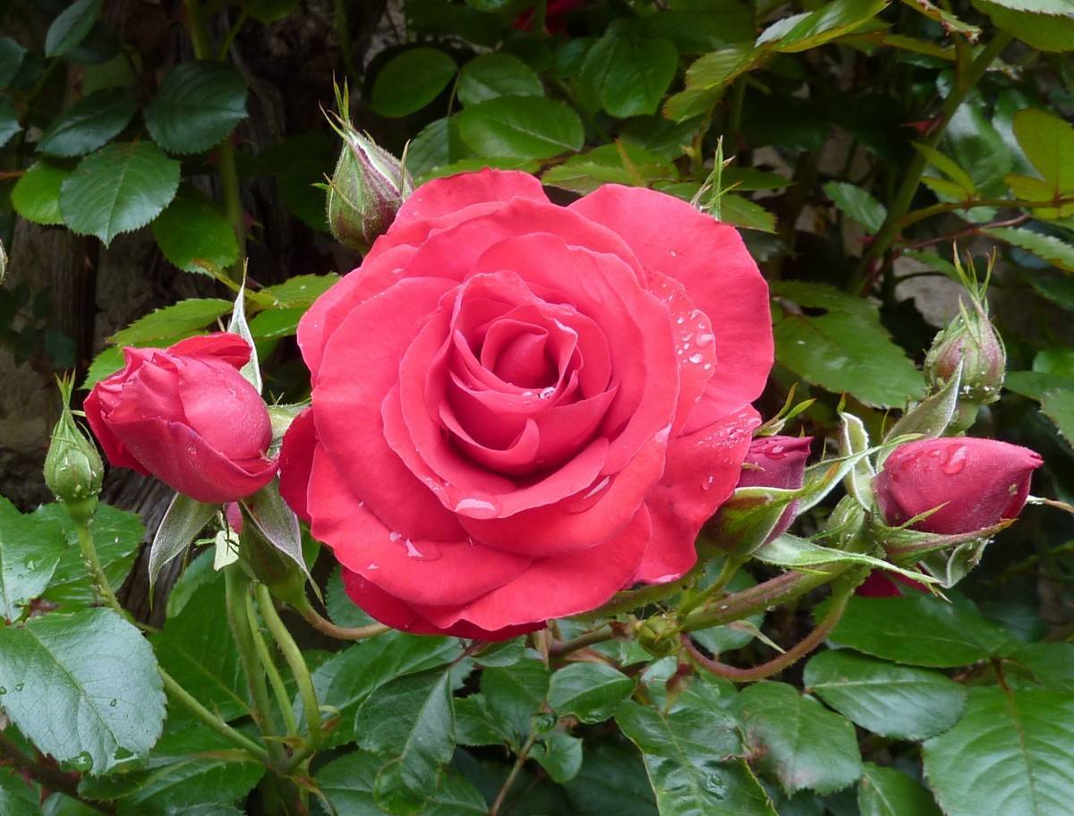 pink-red flower with green leaves, pink-green buds and green-brown stems