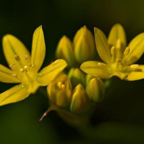 Star-shaped yellow flowers.