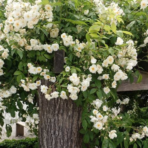 off-white flowers with yellow center, lime-green leaves, brown-green stems and brown trunk