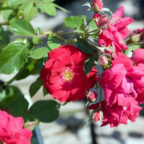 pink-red flowers with yellow center and lime-green leaves and stems