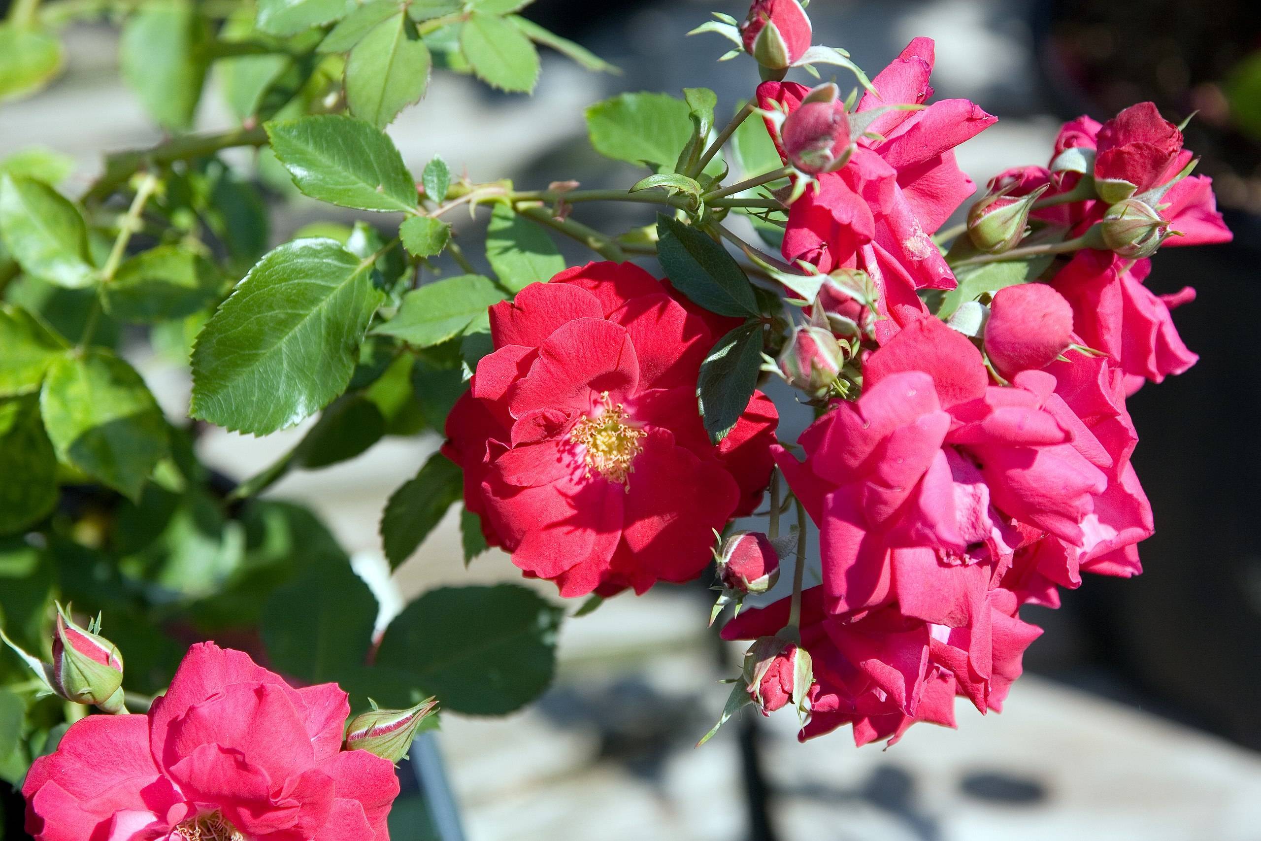 pink-red flowers with yellow center and lime-green leaves and stems