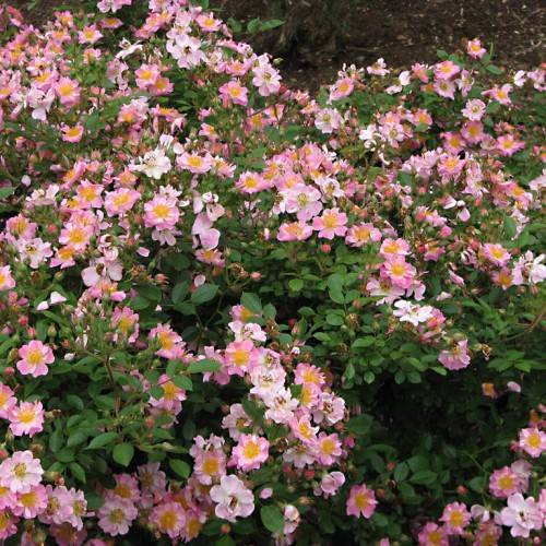 pink-white flowers with yellow center, pink buds, green leaves and stems